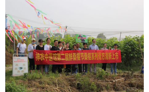 桑椹滿枝頭，采摘正當(dāng)時- 神農(nóng)中醫(yī)館鮮桑椹合作基地采摘紀(jì)實